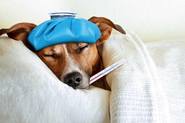 إنفلونزا الكلاب
