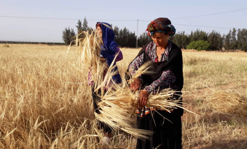 الحصاد تونس