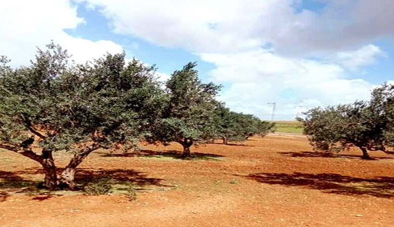 جندوبة... استرجاع عقار دولي فلاحي