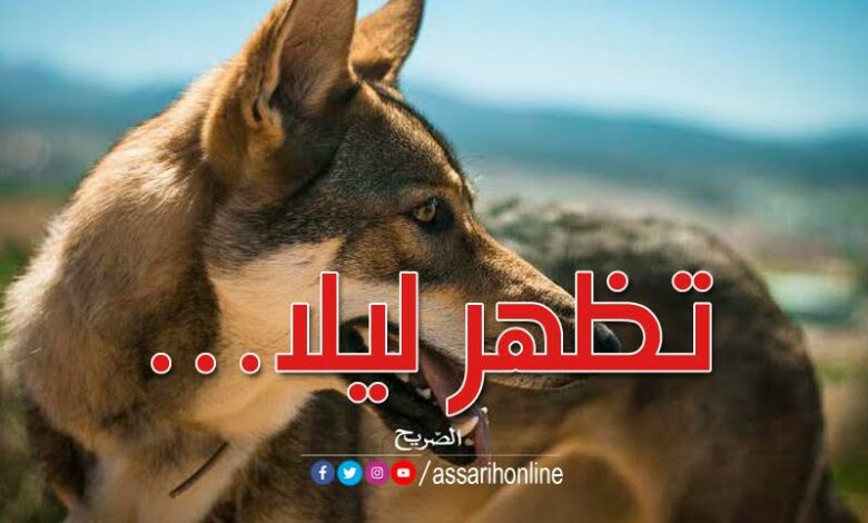 كلاب ضخمة