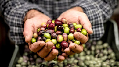 olives cueillette