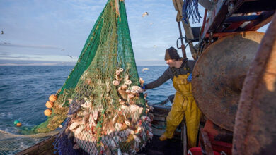 الصّيد العشوائي وحماية الثروة السمكية