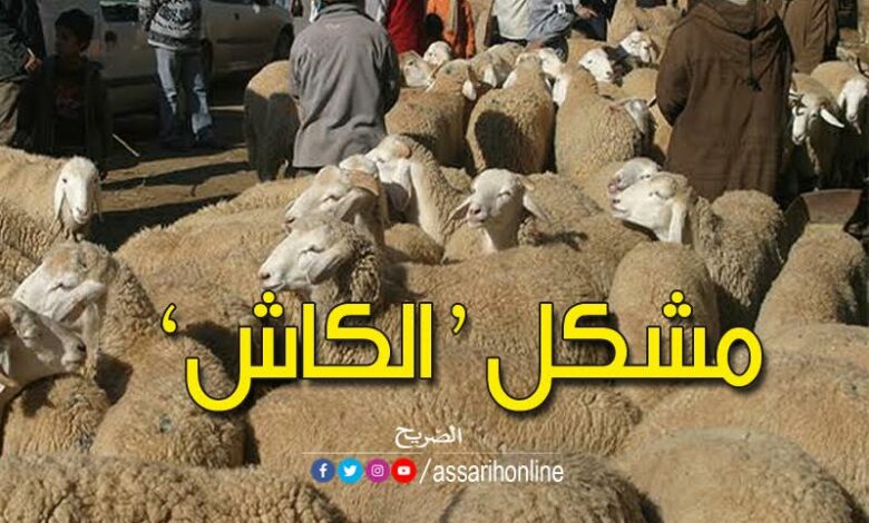 المواشي