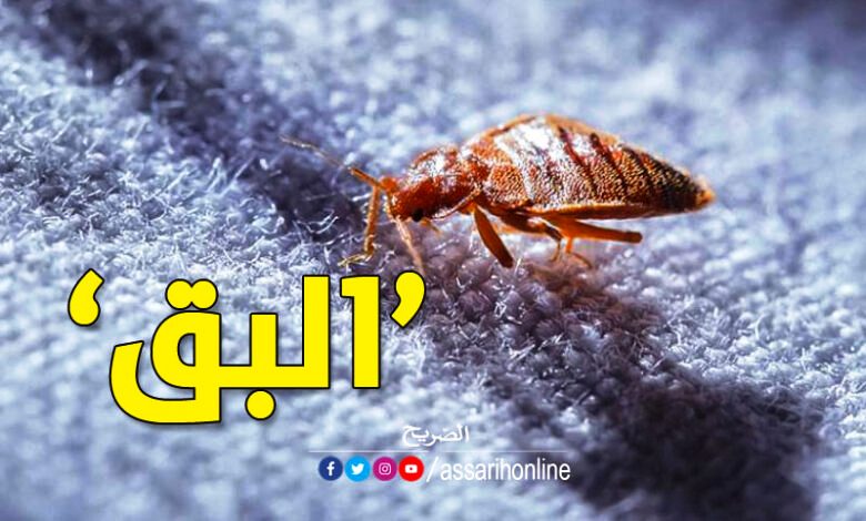 بق الفراش