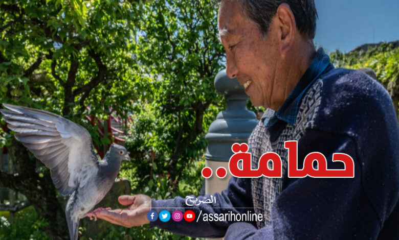اليابان القبض على سائق تاكسي دهس حمامة