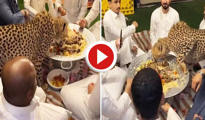 فهد مفترس يلتهم الطعام مع عدد من الأشخاص