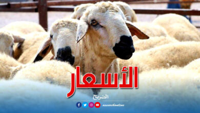 moutons eid
