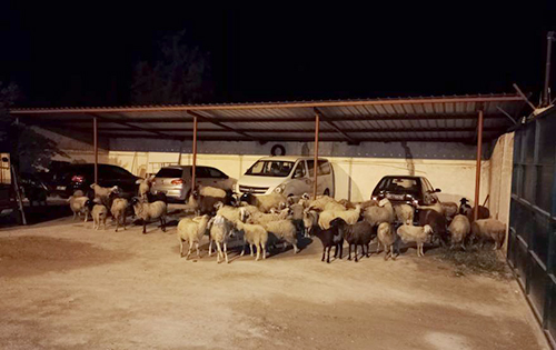 el fahs 12