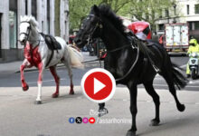 london horses