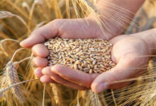 Production mondiale de céréales
