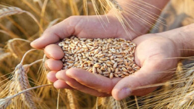 Production mondiale de céréales
