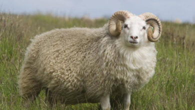 MOUTON