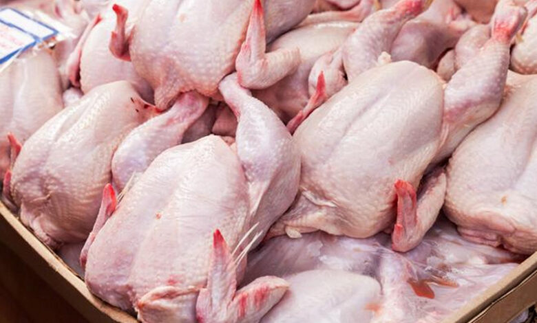Viande de poulet