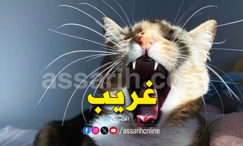 chat