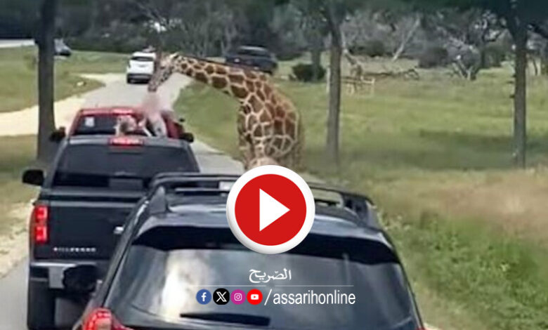 girafe zoo