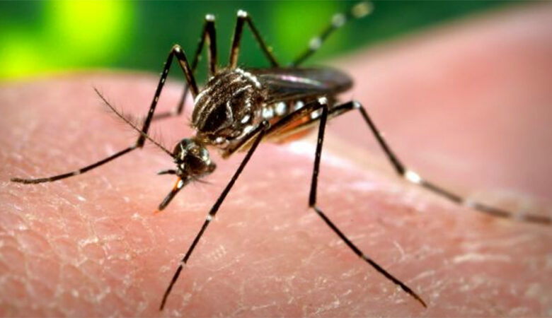 Aedes aegypti