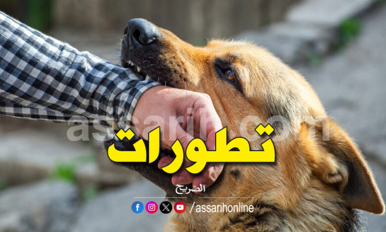 chien-sauvage