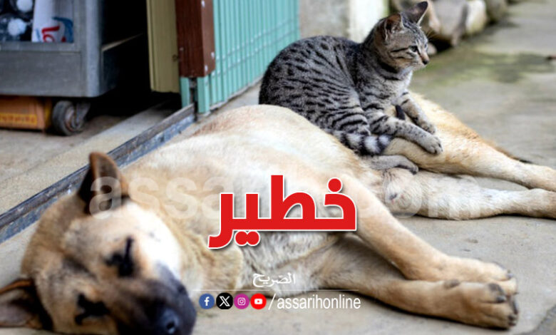 chien et chat