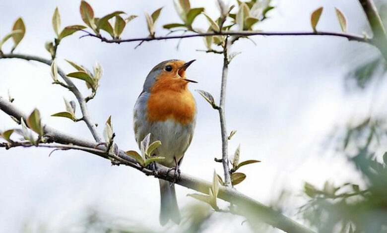oiseau