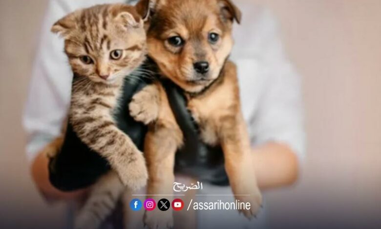 vaccin chat et chien