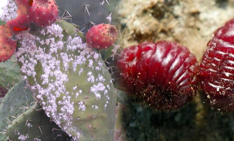 Insecte-cochenille