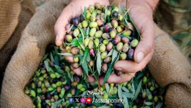 olive