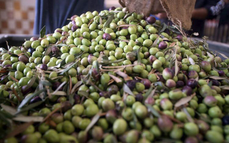 Olive