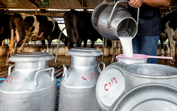 Entreprise de production de lait Al-Dayaat à Majaz al-Bab