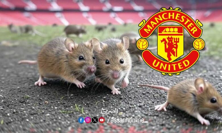 manchester united
