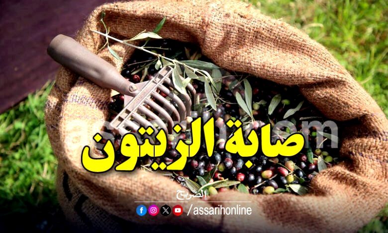olives cueillette 780x470