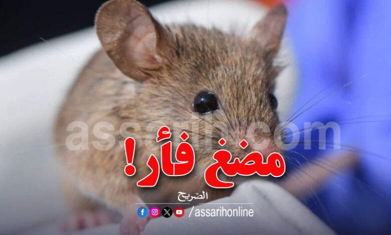 souris
