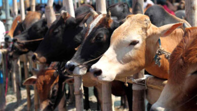 vaches