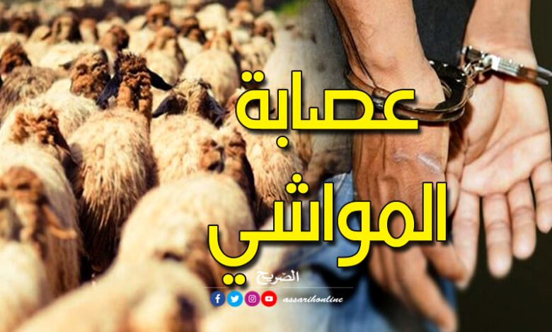 vol moutons