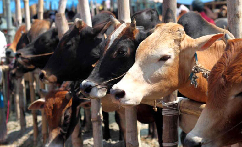 vaches-3