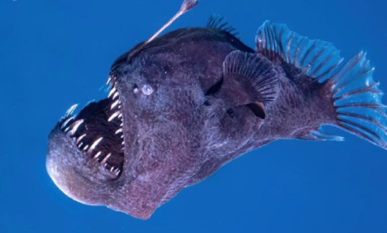 Poisson diable