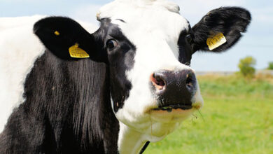 Vache