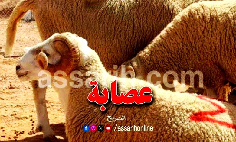 vol moutons 25022025