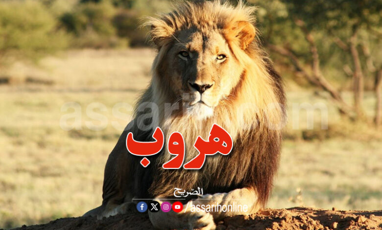 Lion