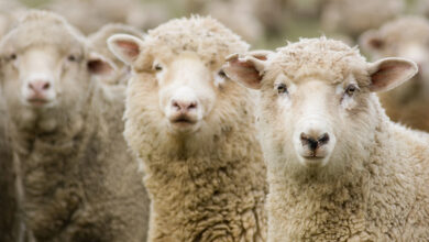moutons