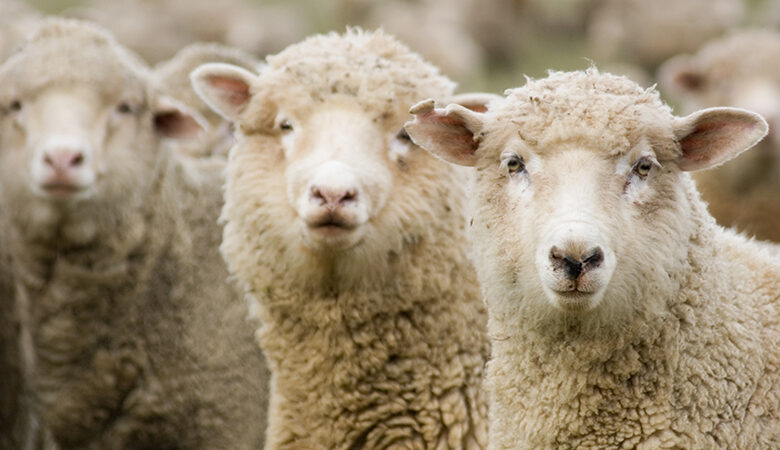 moutons