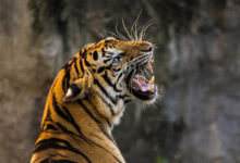 Tigre