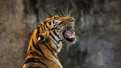 Tigre