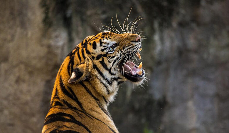 Tigre