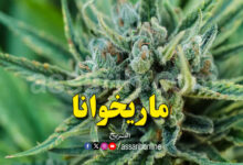 marijuana