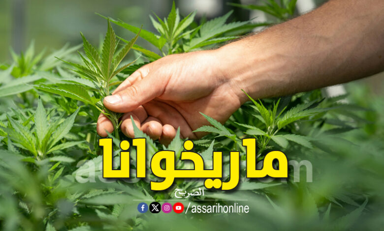 marijuana-780x470