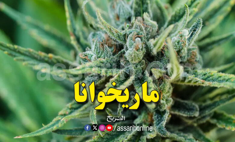 marijuana