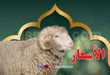 mouton
