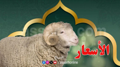 mouton