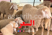 mouton