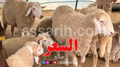 mouton